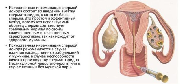 Сперма Полезна Женщине