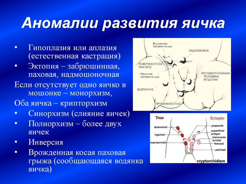 Факторы Влияющие На Размер Пениса