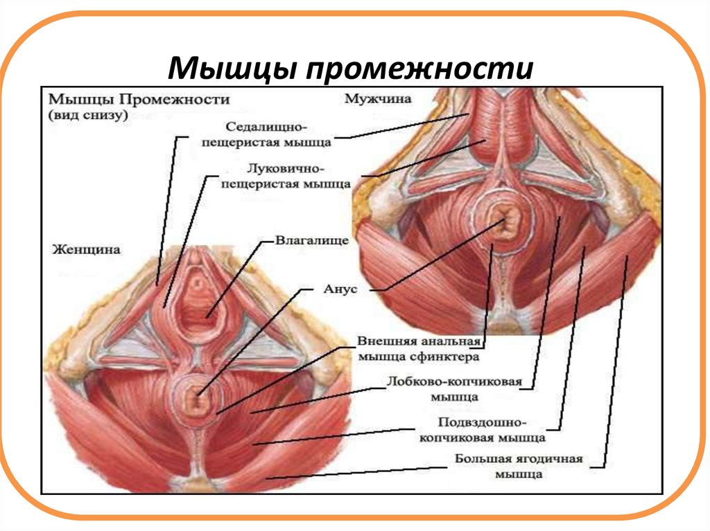 Луковица Преддверия Влагалища