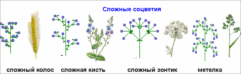 В Осях Метелки