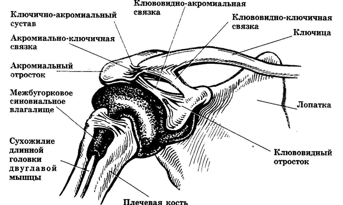 Ключично Акромиальное Сочленение