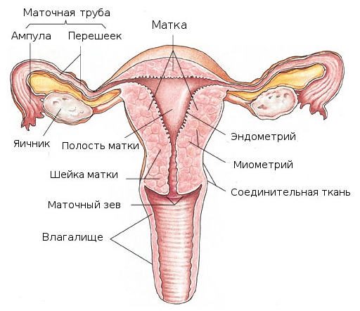 Динка Влагалище