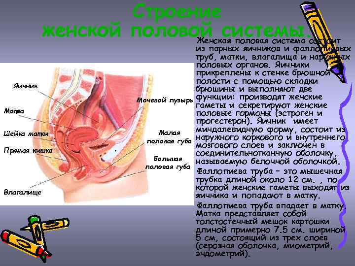 Влагалище Женщины Краткое Обоснование