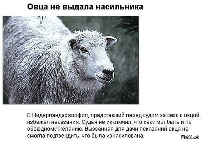 Мужик Ебет Овцу