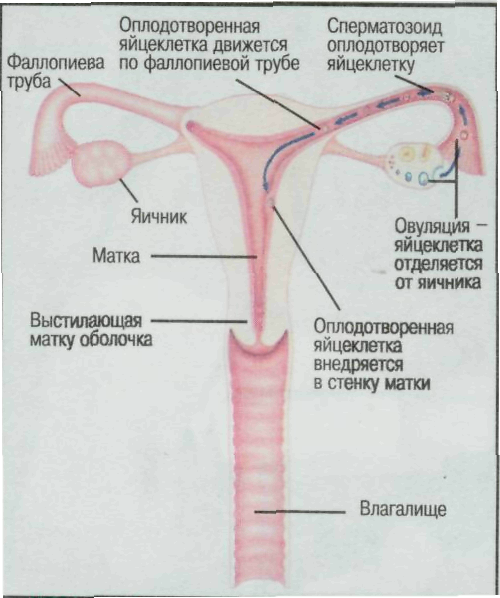 Андерсон Джиллиан Откровенные Фото