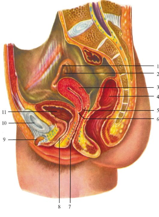 Внутреннее Строение Вагины