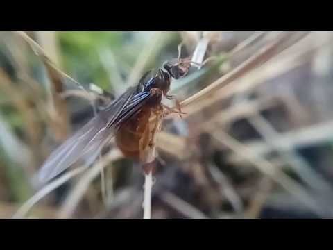 Муравьи Под Юбкой Смотреть