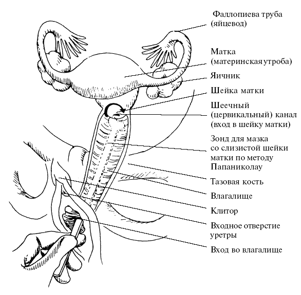 Девочка Делает Минет Мальчику