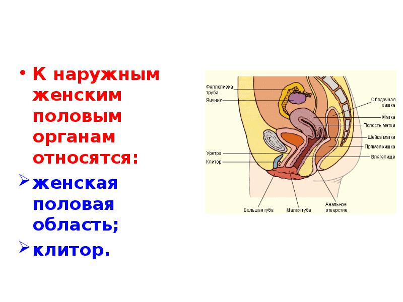 Нарисованные Изображение Клитора