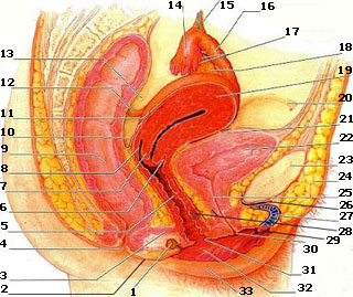 Внутреннее Строение Вагины