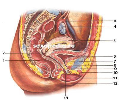 Внутреннее Строение Вагины