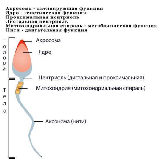 Спермограмма Оральная Стимуляция