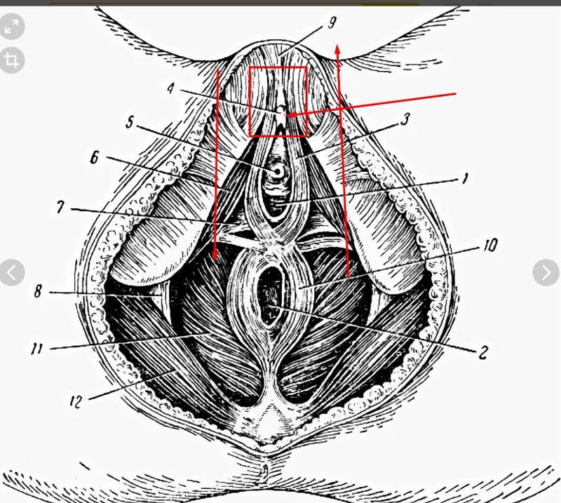 Строение Женской Вагины
