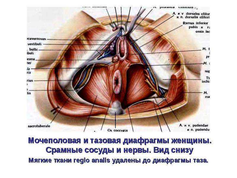 Луковица Преддверия Влагалища