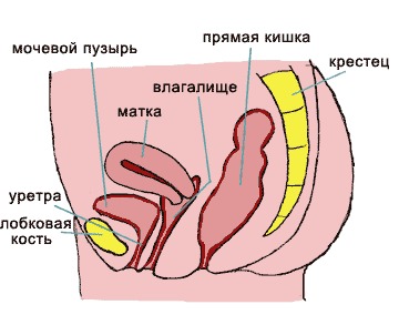 Скачать Порно С Бейсбольной Битой В Анус