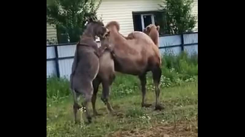 Фотогалерея Порнозвезд Женщины Истязают Мущин