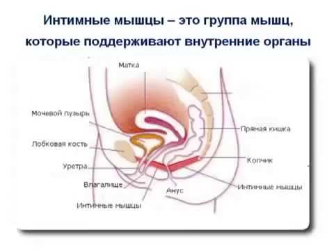 Как Накачать Мышцы Влагалища