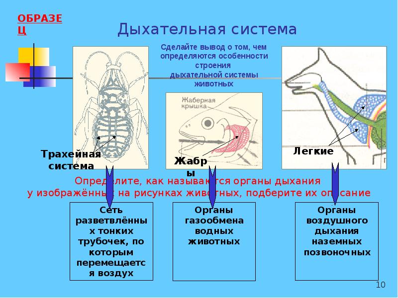 Трахейные Жабры