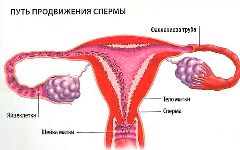 Свежое Порно С Гр Блестящие