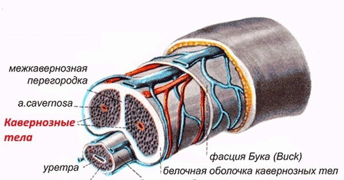 Тыльная Вена Полового Члена