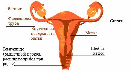 Сексуальное Видео Зары Амир Ибрагим