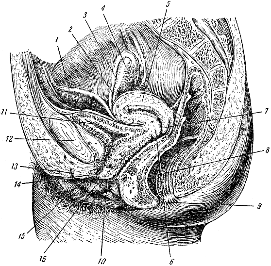 Строение Женской Вагины