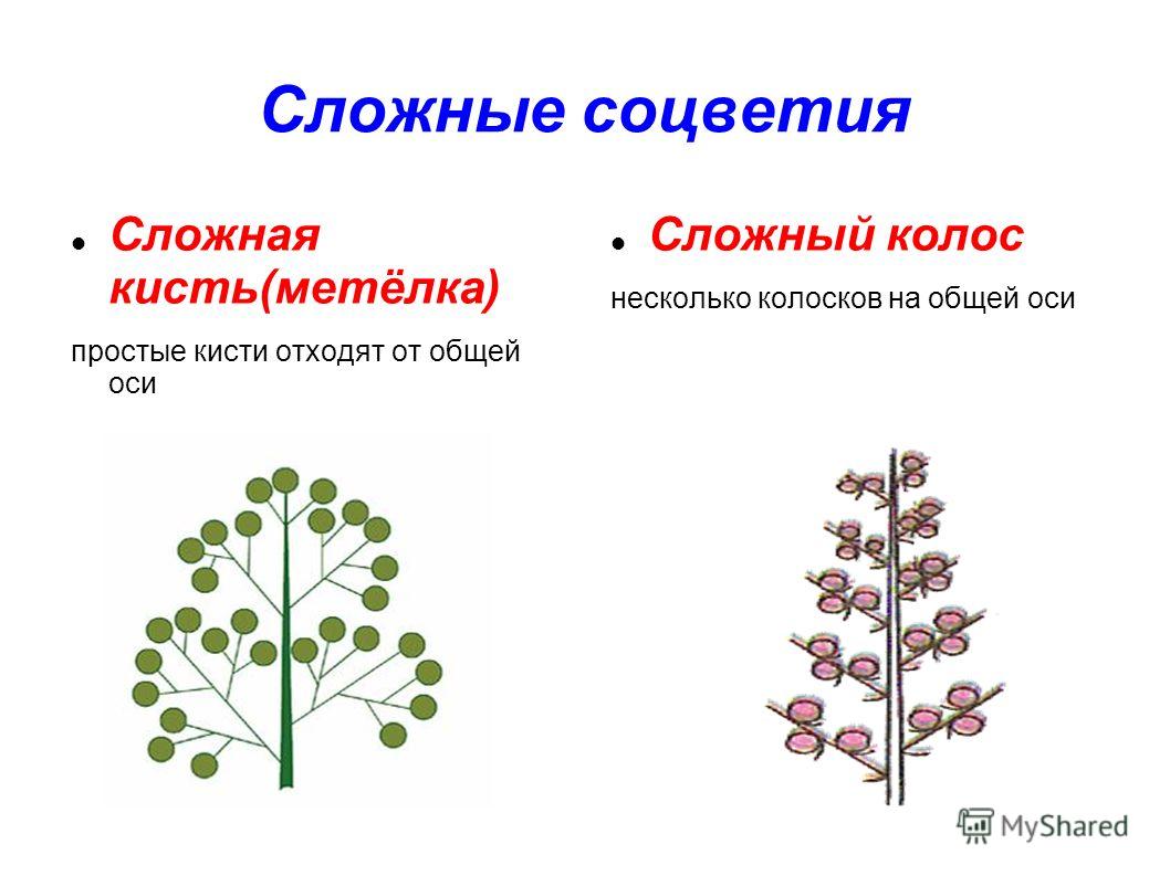 Порноспектакли С Толстушками