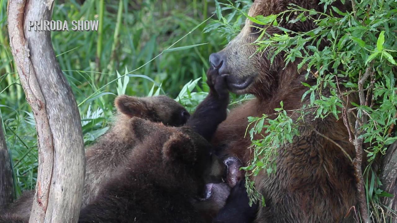 Мы Ебали Медведя Видео