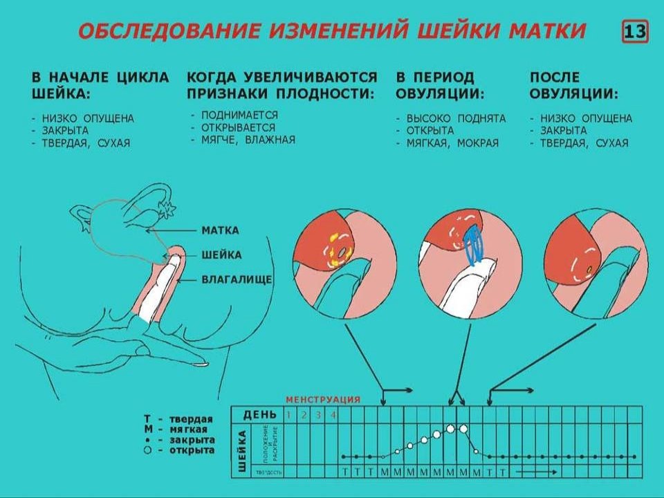 Глубина Женской Вагины