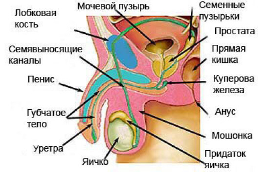 Талиса Сото Голая