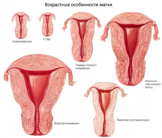 Как Выглядит Девственная Вагина