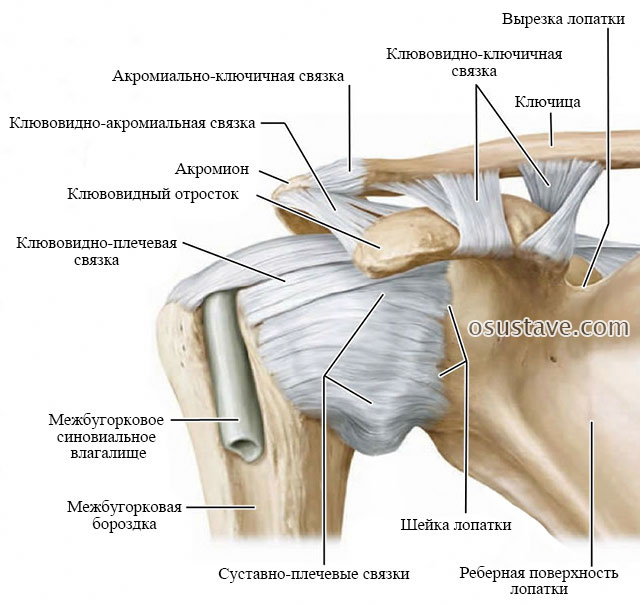 Ключично Акромиальное Сочленение