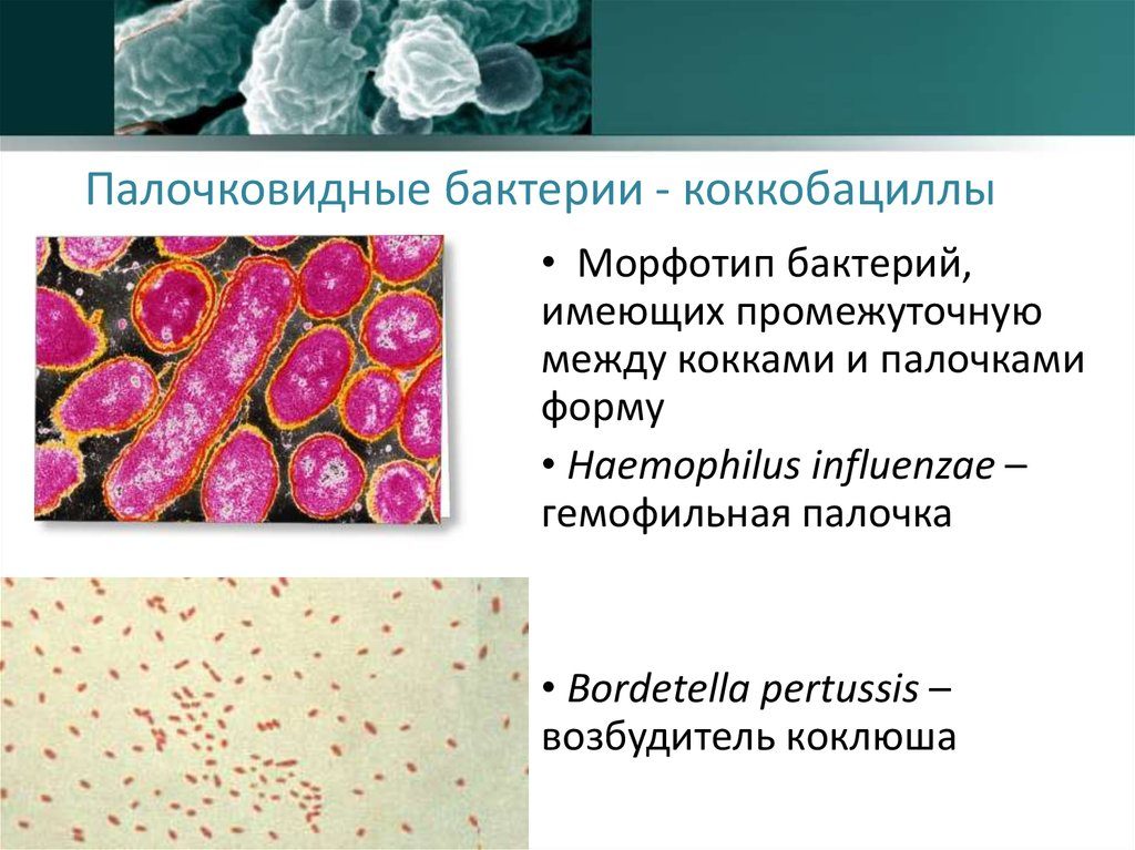 Порно Картинки Ким Пять Сплюсом