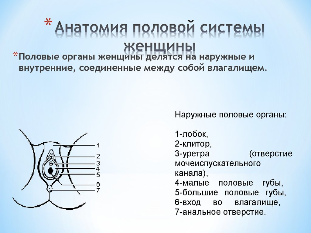 Кожа Между Анусом И Влагалищем