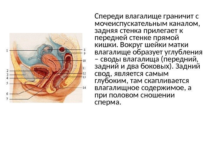Максимальная Глубина Влагалища Максимальная Глубина Влагалища