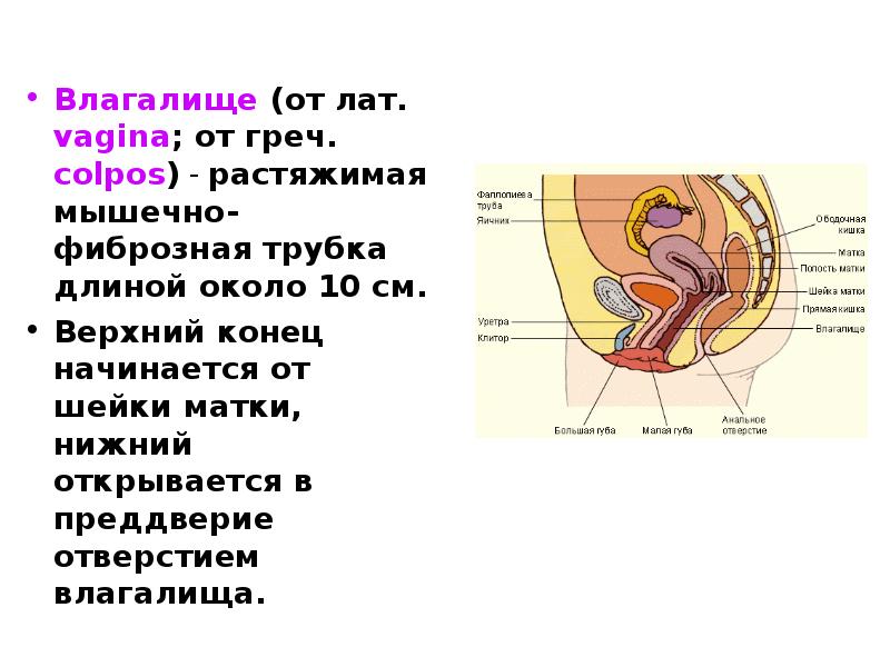 Максимальная Глубина Влагалища Максимальная Глубина Влагалища
