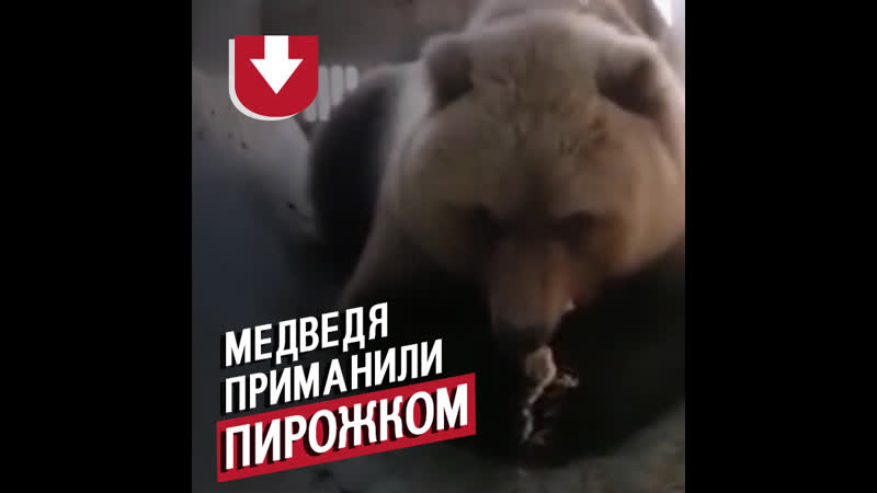 Мы Ебали Медведя Видео