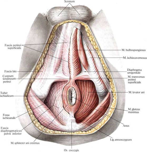 Мышцы Влагалища Анатомия