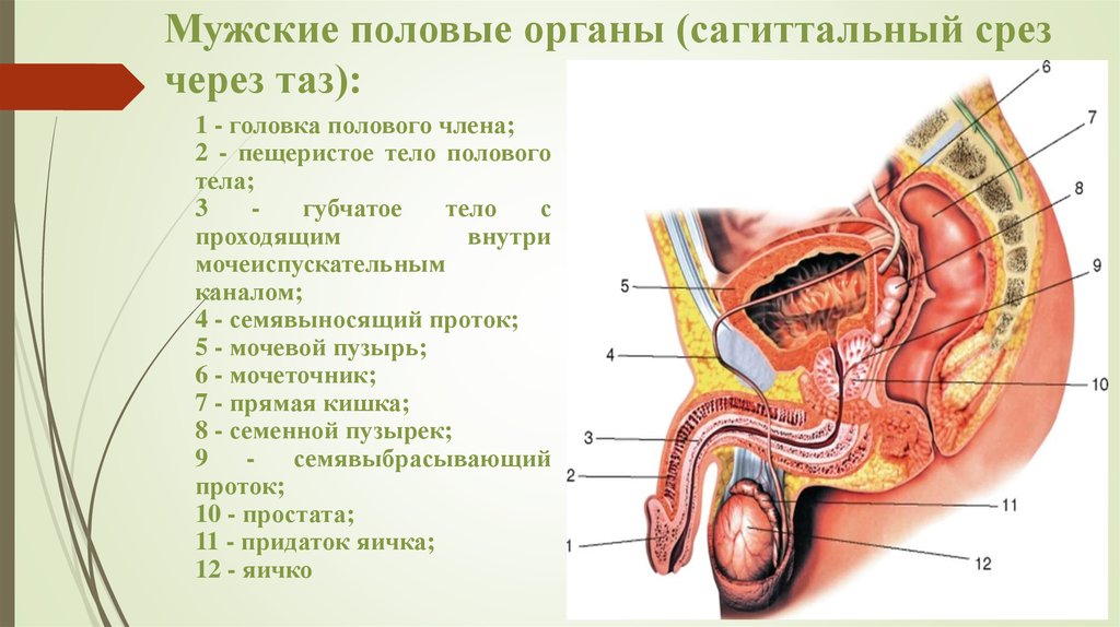 Можноли Мусульмануну Брыть Половых Органов