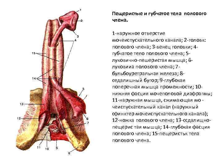 Надрыв Уздечки Члена