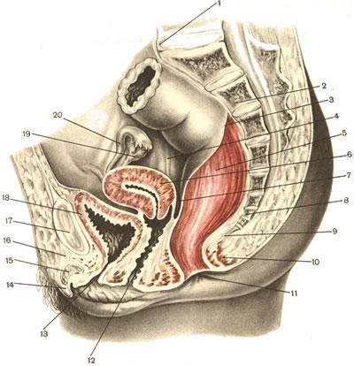 Передняя Стенка Влагалища Фото