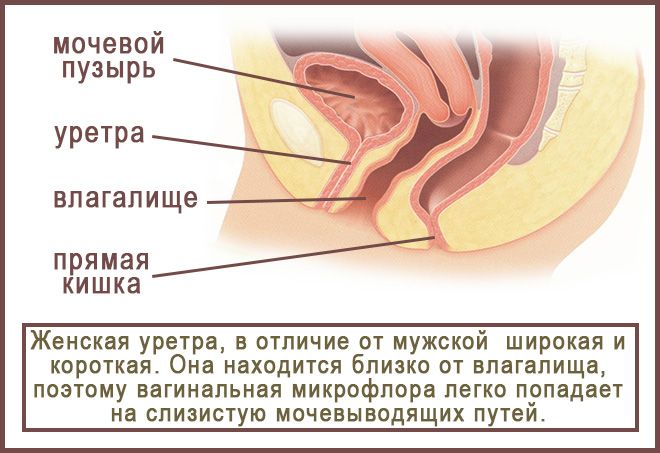 Бисекс В Армии