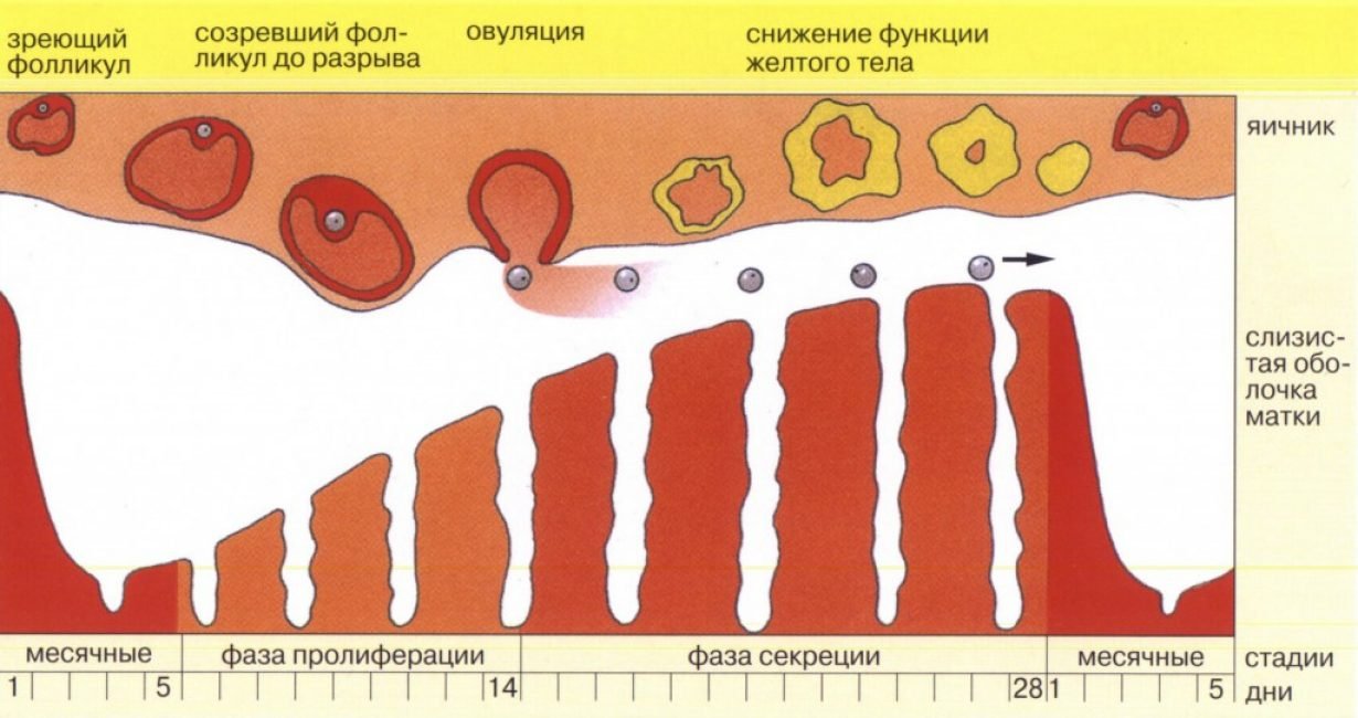 Ищем Пассивного Бисексуала