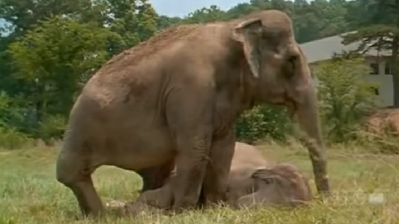 Слоны Трахаются Видео