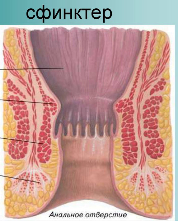 Снижает Повышенный Тонус Анального Сфинктера