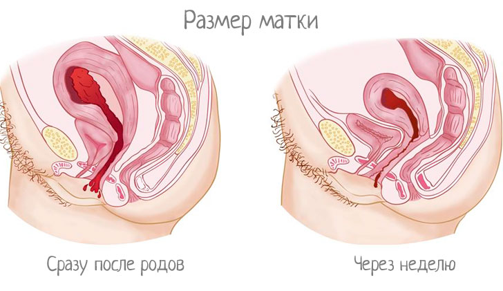 Сокращаются Мышцы Влагалища