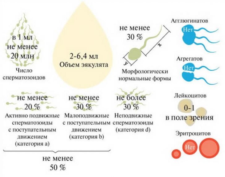 Спермограмма Оральная Стимуляция