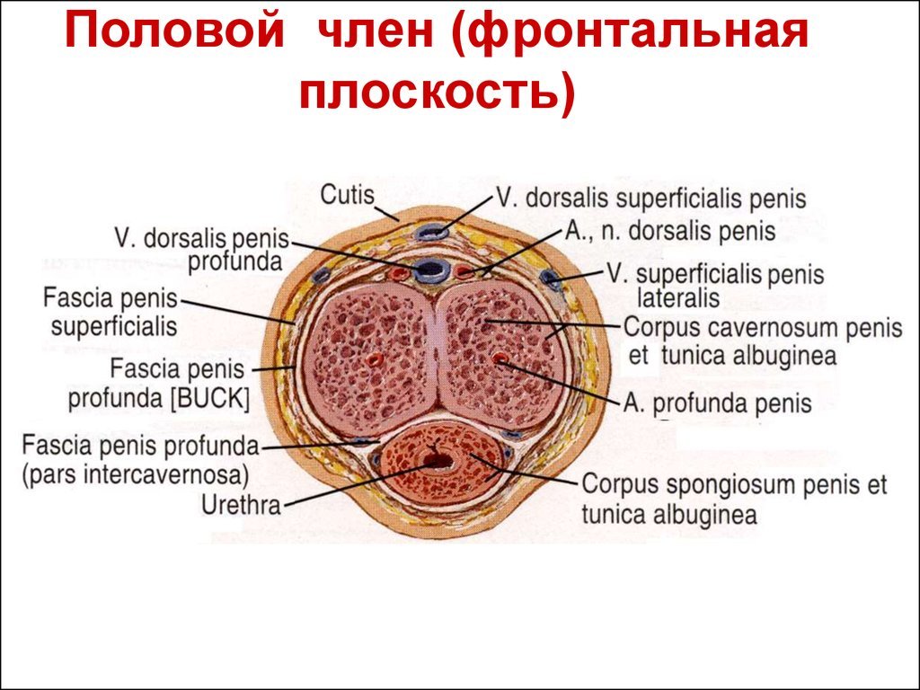 Двухчлен Для Лесбиянок