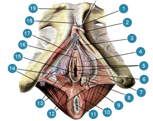 Строение Женских Половых Органов Клитор