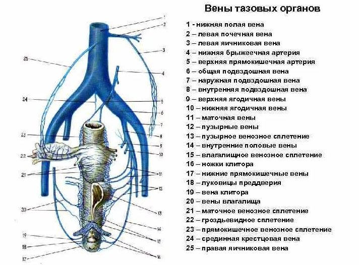 Порно Художественые Фильмы Бесплатно